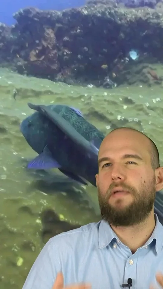 Published reel preview: Questo pesce utilizza un altro pesce per i suoi fini.