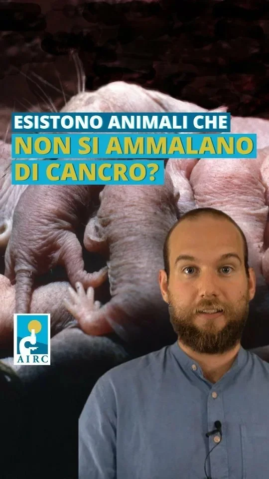 Published reel preview: L'eterocefalo glabro ha un'aspettativa di vita lunghissima rispetto agli altri roditori e oltre a questo…