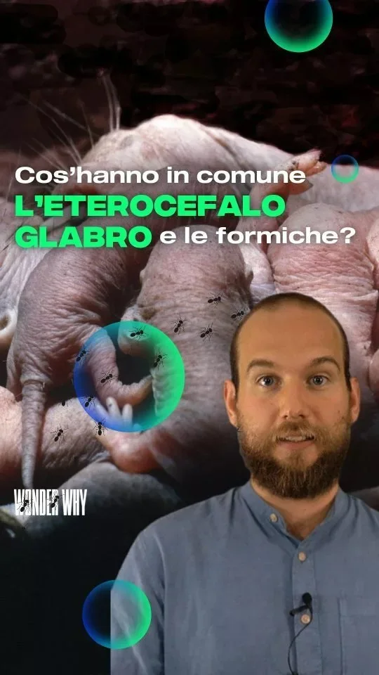 Published reel preview: Eterocefalo glabro e formiche sono più simili di quanto pensi.