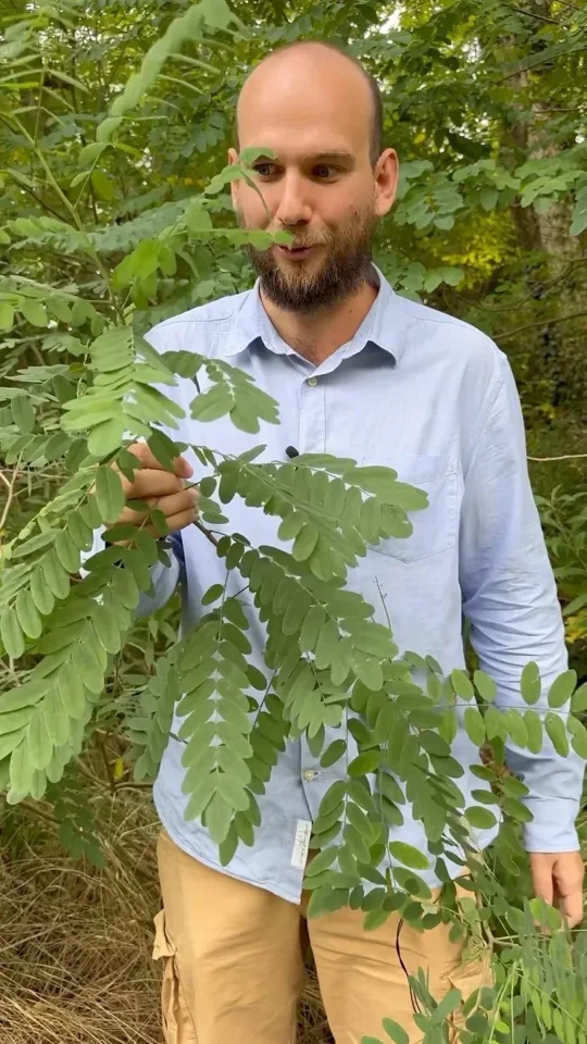 Published reel preview: Questa pianta contiene dei Cannabinoidi, oltre ad essere una specie aliena invasiva.