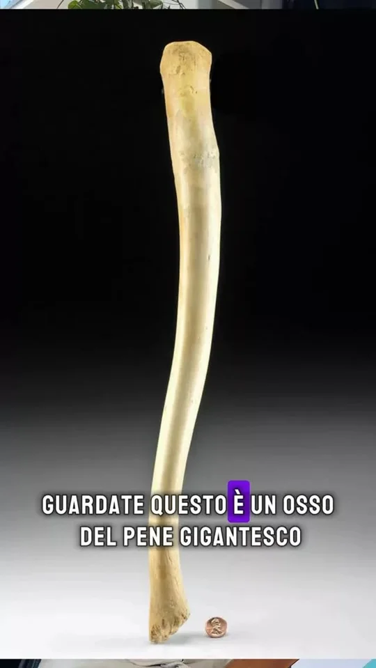 Published reel preview: Un osso del pene gigantesco