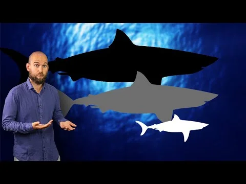 Published video thumbnail: How BIG is the World's Largest Great White Shark?