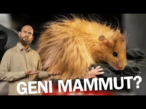 Published video thumbnail: Creati topi-mammut? Origine umida dei Sapiens e Misteri dei funghi. #BIONEWS