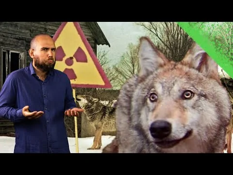 Published video thumbnail: I Lupi di Chernobyl sono più resistenti al Cancro?