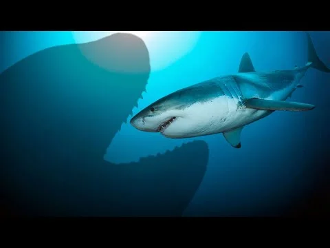Published video thumbnail: Lo Squalo Bianco è terrorizzato da un altro animale. Quale?