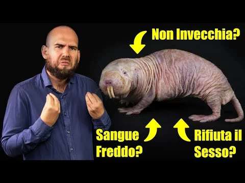 Published video thumbnail: L'Eterocefalo Glabro non ha Senso!