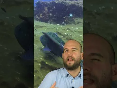 Published video thumbnail: This Fish Uses Another Fish for Its Own Purposes